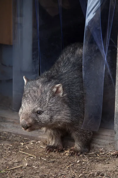 일반적인 wombat (Vombatus ursinus) — 스톡 사진