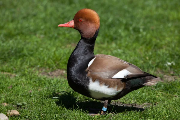 Чубата Pochard качка — стокове фото