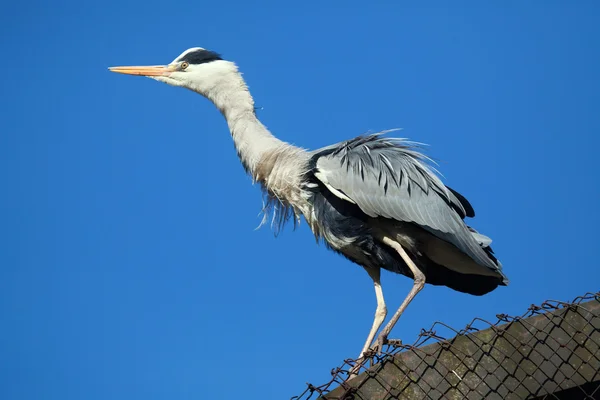 Nagy kék heron — Stock Fotó