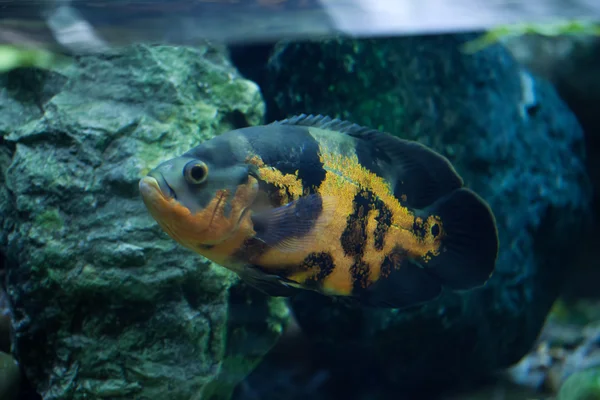 Oscar (Astronotus ocellatus) — Stock Photo, Image