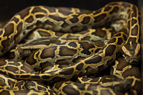 Бирманские питоны (Python bivittatus
)