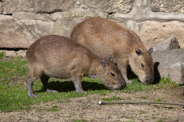 Capybaras (Hidrochoerus hydrochaeris ) — Stok Foto