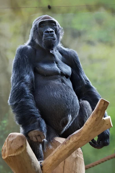 Gorilla della pianura occidentale — Foto Stock