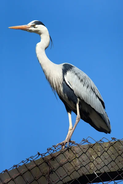 Nagy kék heron — Stock Fotó