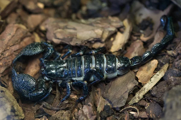 Imperatore scorpione (imperator Pandinus ) — Foto Stock