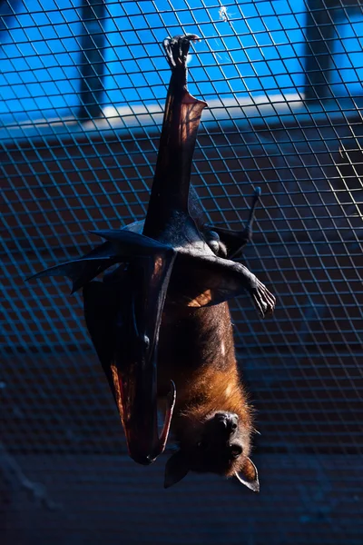 Lyle's flying fox — Stock Photo, Image