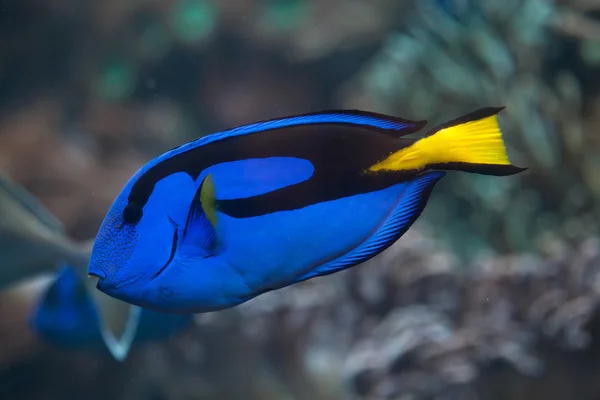 Blue surgeon fish — Stock Photo, Image