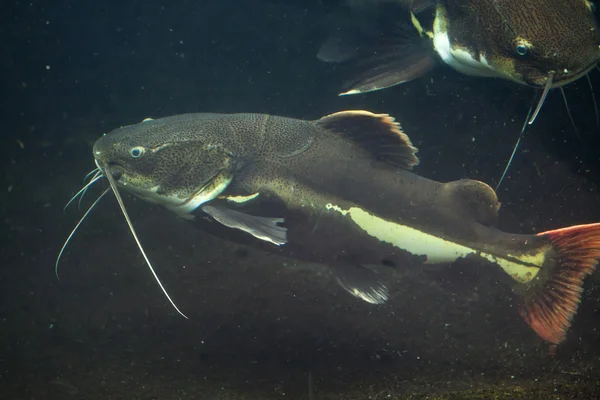 Kırmızı kuyruklu yayın balığı (Phractocephalus hemioliopterus) — Stok fotoğraf