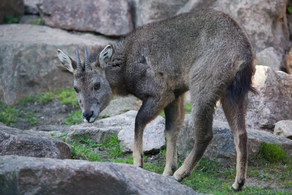 Goral de cauda longa chinês — Fotografia de Stock