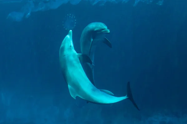 Common bottlenose dolphins — Stock Photo, Image