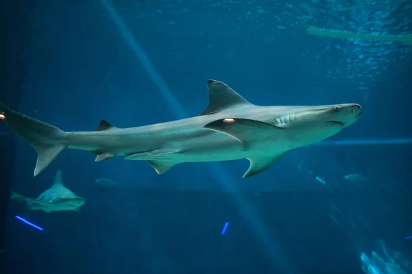 Tiburones de banco de arena (Carcharhinus plumbeus ) — Foto de Stock