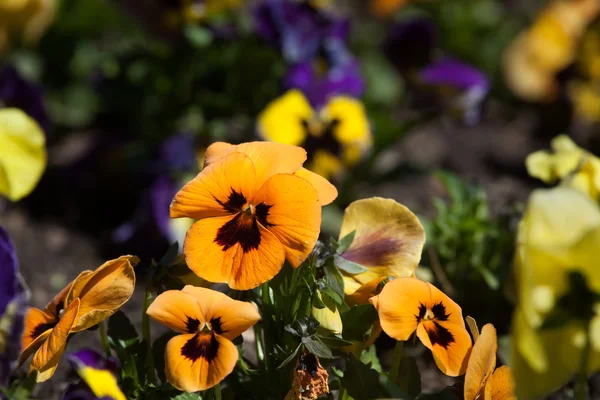 Λουλούδια κήπου πανσές — Φωτογραφία Αρχείου