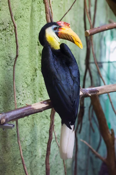 Sonnenfaltiger Hornvogel — Stockfoto