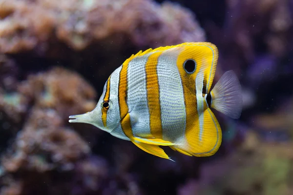 Poisson-papillon cuivré coloré — Photo