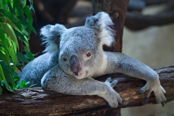 Söta Queensland koala — Stockfoto