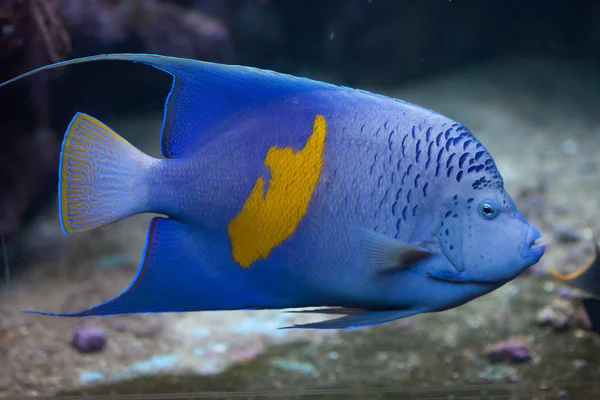 Pesce angelo giallastro blu — Foto Stock