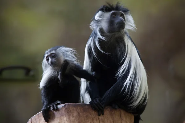 Angola colobus (Colobus angolensis) — Stok fotoğraf