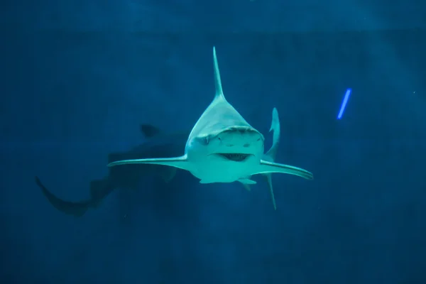 Sandbar sharks (Carcharhinus plumbeus) — Stock Photo, Image