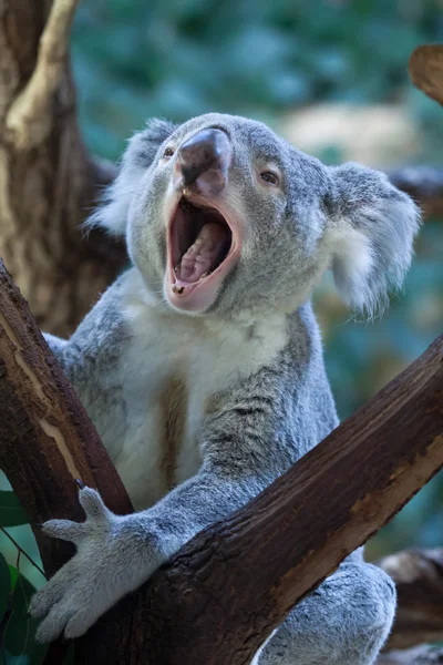 Carino Queensland koala — Foto Stock