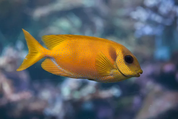 Blue-spotted spinefoot rabbitfish — Stock Photo, Image