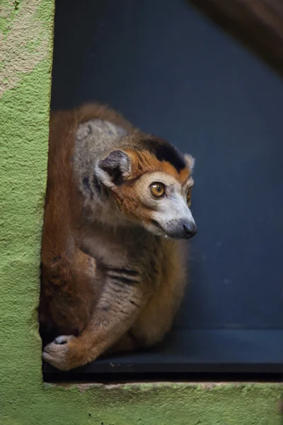 Korunovaný Lemur (Eulemur coronatus) — Stock fotografie