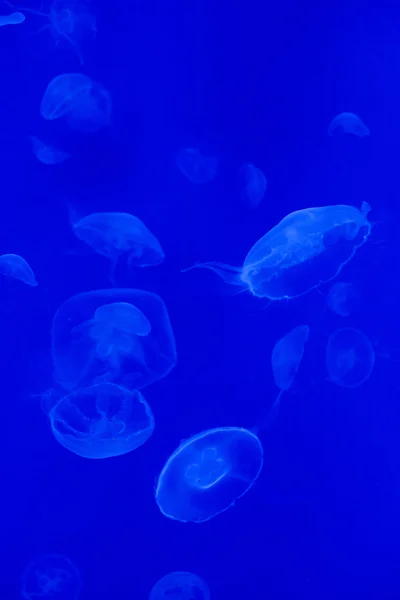 Medusas lunares (Aurelia aurita ) — Fotografia de Stock