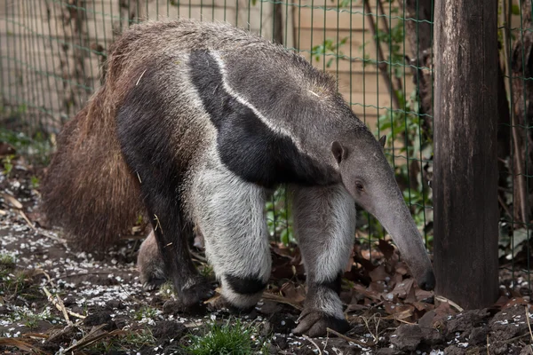 Anteater gigante (Myrmecophaga tridactyla ) — Foto de Stock