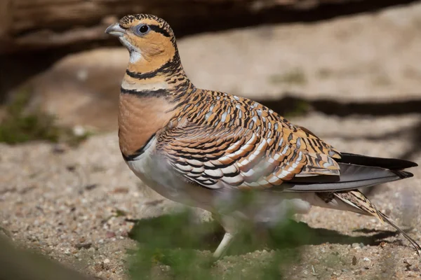 Wałkowa ogoniasta sandgrouse (Pterocles alchata) — Zdjęcie stockowe