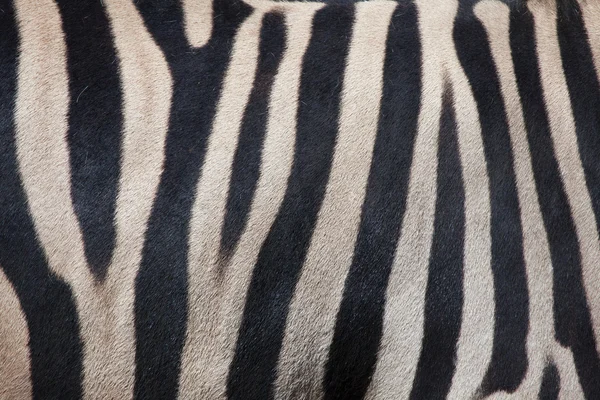 Burchell's zebra skin texture — Stock Photo, Image