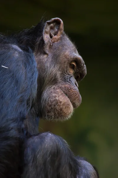 Chimpanzé-comum (Pan troglodytes ) — Fotografia de Stock