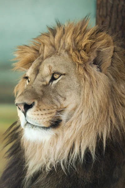 Gyönyörű hím oroszlán — Stock Fotó
