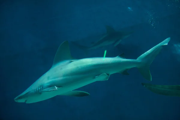 Sandbar sharks (Carcharhinus plumbeus) — Stock Photo, Image