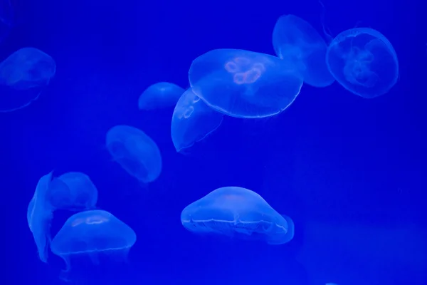Φεγγάρι jellyfishes (Aurelia aurita) — Φωτογραφία Αρχείου