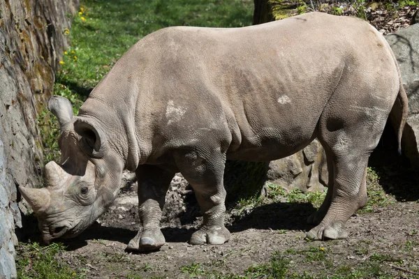 Rinoceronte negro, diceros bicornis — Fotografia de Stock
