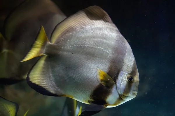 Σφαιροειδής batfish, Platax σφιγκτήρα — Φωτογραφία Αρχείου