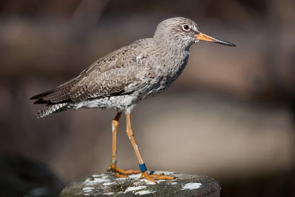 일반적인 redshank 새 — 스톡 사진