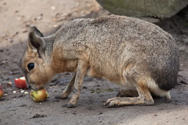 Patagonien mara (dolichotis patagonum) — Stockfoto