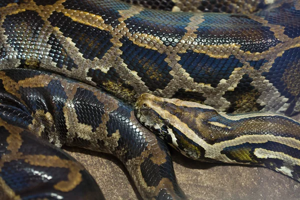 Burmesische Python, Python bivittatus — Stockfoto