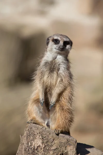 Surikat (suricata suricatta) — Stockfoto