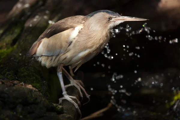 Törpegém (Ixobrychus minutus) — Stock Fotó