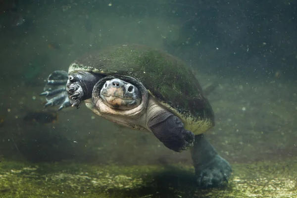 Malaysiska gigantisk sköldpadda — Stockfoto
