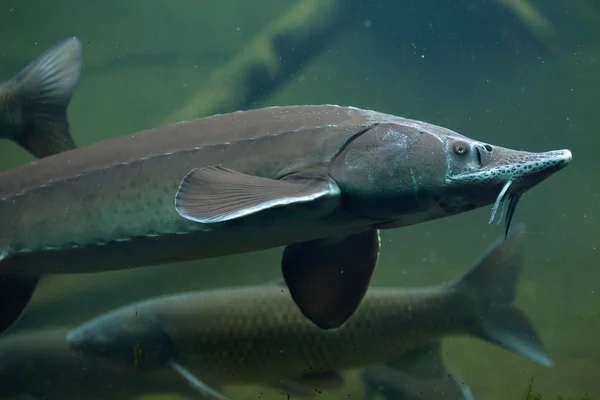 Siberian sturgeons (Acipenser baerii) — Stock Photo, Image