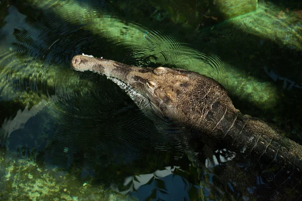 Szunda-krokodil (Tomistoma schlegelii) — Stock Fotó