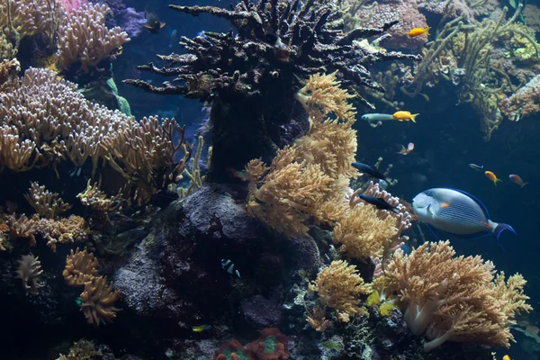 Poissons dans les récifs coralliens — Photo