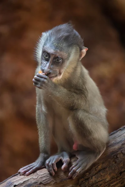 Pequeño mono taladro — Foto de Stock