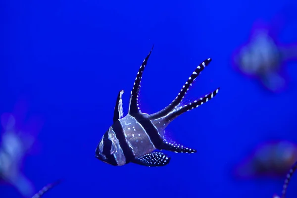 Banggai cardenalfish, Pterapogon kauderni — Foto de Stock