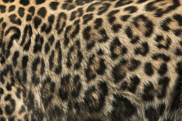 Persian leopard fur texture — Stock Photo, Image