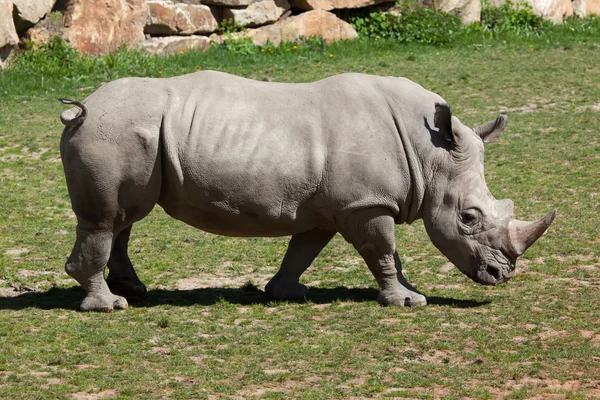 Southern white rhinoceros Stock Image