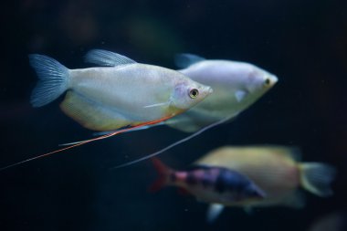 Ay ışığı gouramis (Trichopodus microlepis)