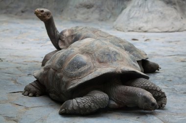 Santa Cruz Galapagos dev kaplumbağa